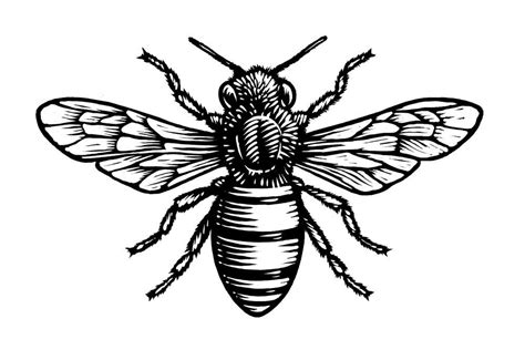 Bee 1000×686 Woodcut Tattoo Bee Drawing Bee Sketch