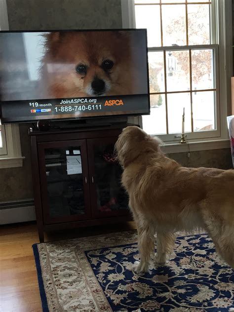 The aspca commercials hit my dog hard this year : r/goldenretrievers