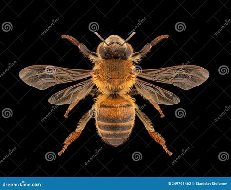 Western Honey Bee Or European Honey Bee Apis Mellifera Entomology