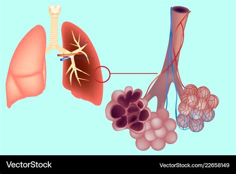 Alveoli Definition Location Anatomy Function Diagrams