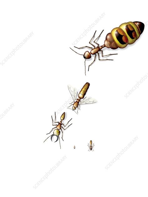 Ant Castes Illustration Stock Image C0255726 Science Photo Library