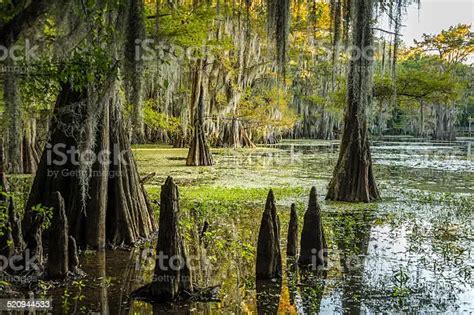 Cypress Swamp Perspective Caddo Lake In East Texas Worlds Largest