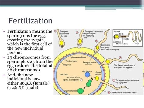 Human Development And Sex Determination