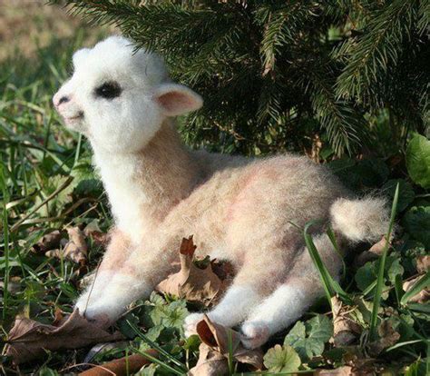 Pretty Animals Pictures Lamas Cute Animals World