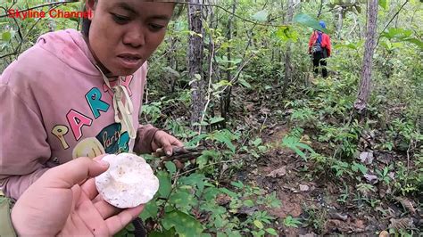 We did not find results for: ลุยฝนในลาวใต้ EP43:เข้าป่าโคกเมืองลาว เก็บเห็ด เก็บหน่อโจด ...