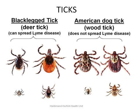 Kinds And Types Of Ticks And Tick Diseases Under The Weather