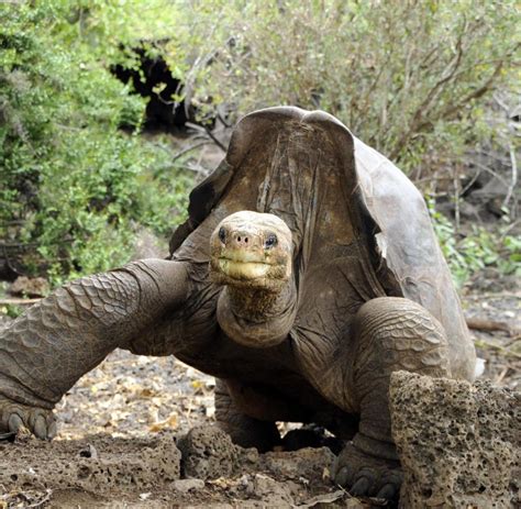 Offiziell archipiélago de colón) sind ein archipel im östlichen pazifischen ozean. Galápagos : Von wegen ausgestorben - Die Riesenschildkröte ...