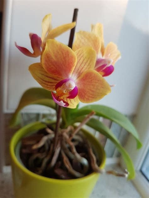 Global cut orchid flower exporter. Asda Orchids