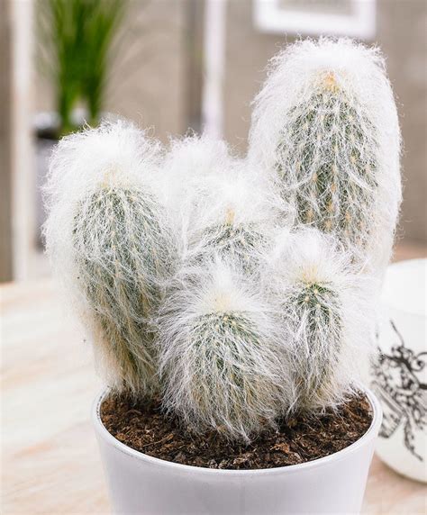 Cactus art nursery cultivation and mail sale of cacti description: Espostoa lanata | Cactus plants, Cactus flower, Cactus types