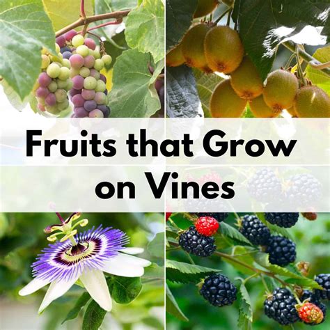 Fruits And Vegetables That Grow On Vines Octopussgardencafe