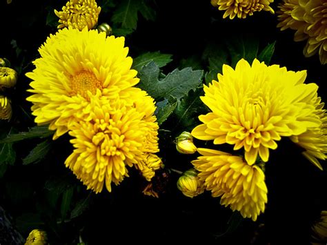 Edibles affected include lettuce, carrot, tomato, and celery. Yellow Aster | Flickr - Photo Sharing!