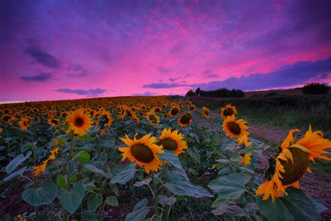 Похожие запросы для ocean sunset with sunflowers. Sunflower sunset | 20 minutes after sunset, Just as i'd ...