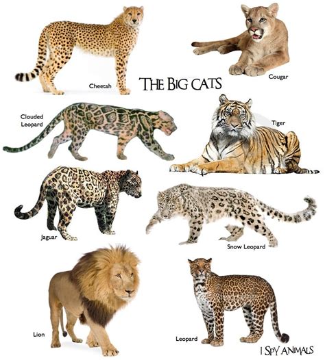 Big Cats Art Wild Cats Types Of Wild Cats