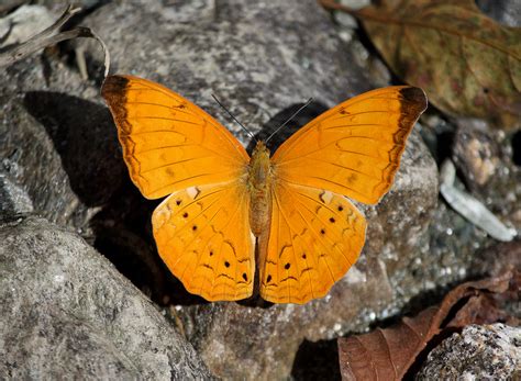 The jpg/jpeg format is widely used for photographs and internet graphics. File:Open wing position of Cirrochroa aoris Doubleday ...