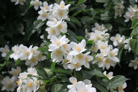 Beautiful Jasmine In The Garden Stock Photo Image Of Natural