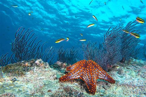 Sea Stars In A Reef Colorful Underwater Landscape Stock Image Image