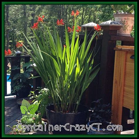 Overwintering Red Banana Plants Ensete Ventricosum ‘maurelii