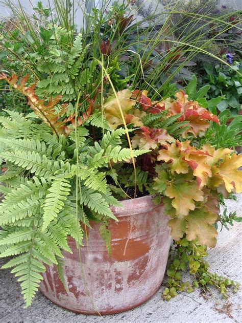 Department of agriculture plant hardiness zones 4 through 7, thrives in the indoor environment. Container Gardens for Chilly Weather | Gardens, The winter ...
