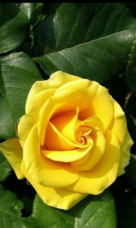 Flowers appearing in different forms and colors in dream vary the. Beauty #flowers #rose #nature #spring #photography ...