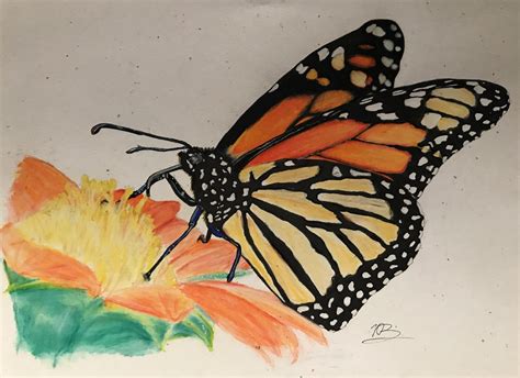 Pencil Drawing Of Butterfly