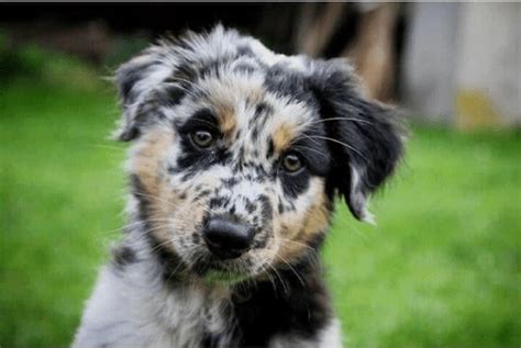 The blue heeler should not shed as much as the aussie. Australian Shepherd Blue Heeler Mix - Everything You Want ...