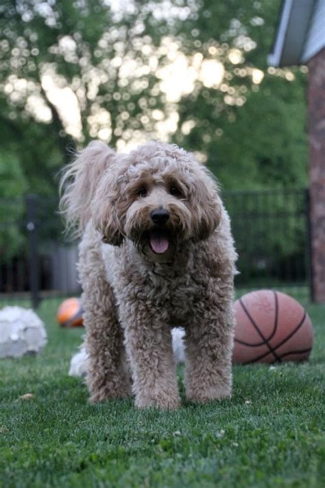 An f1 mini goldendoodle is a cross between a pure bred golden retriever and a miniature poodle. Maggi Mini F1B Goldendoodle | F1b goldendoodle ...