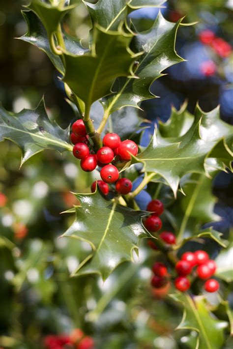 Check spelling or type a new query. Holly Fertilization Tips - When And How To Fertilize Holly ...