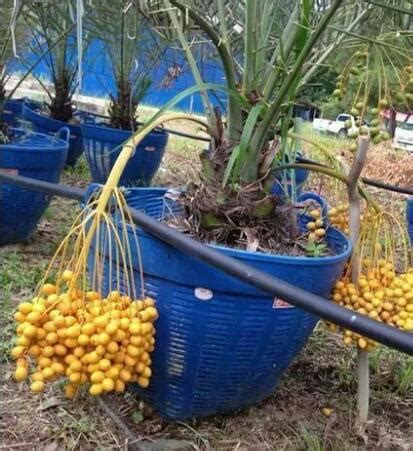 360 x 480 · jpeg. http://agrohias.blogspot.com: Iklim Malaysia Sesuai Untuk ...