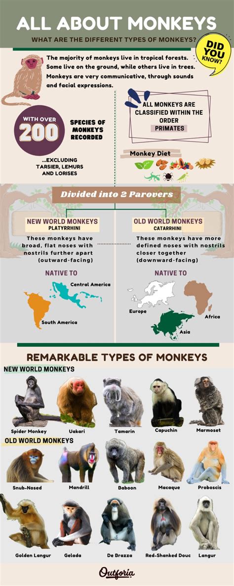 25 Remarkable Types Of Monkeys Photos Facts And More