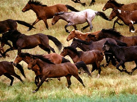 Animals Zoo Park Brown Running Horses Wallpapers Brown Horse Running