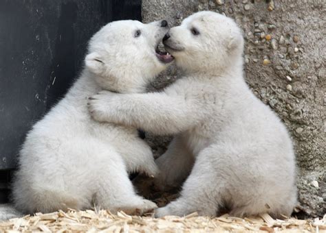 Polar Bear Wallpapers Images Photos Pictures Backgrounds