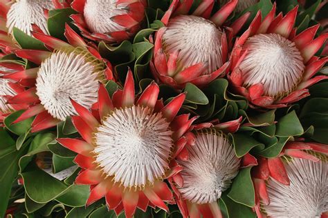 With the use of many different materials, it managed to match industrial with tradition as well. Pink Proteas With White Centers Free Stock Photo - Public ...