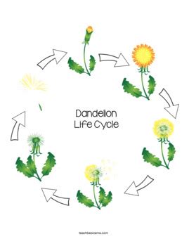 We did not find results for: Dandelion Life Cycle by Karyn- Teach Beside Me | TpT