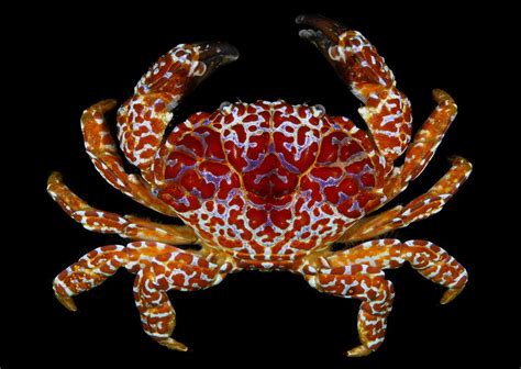 The salt can be enticing for cats, who can jump up and get to the lamps. Toxic crab (Zosimus aeneus) | Beautiful fish, Marine life ...