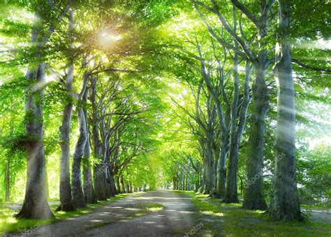 Way Forest Nature Background Green Summer Trees — Stock