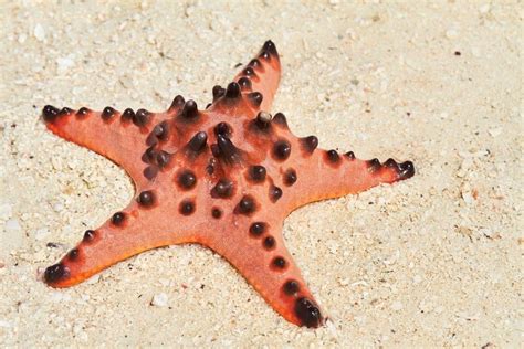 Starfish Fish Facts Asteroidea Az Animals