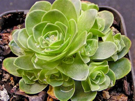 Some believe the small type of succulent known as flower dust or silver gray has medicinal value. Behold: The succulent that looks like a rose - realestate ...