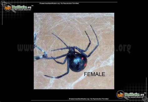 Northern Black Widow Spider Bite