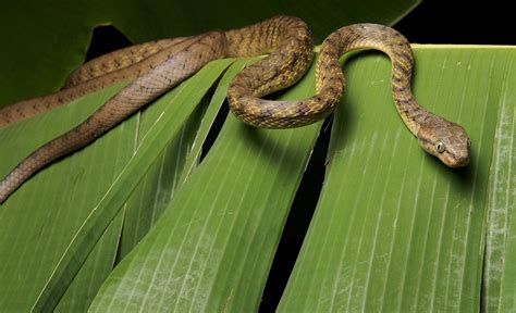 The Brown Tree Snake Was Accidentally Introduced Onto The Island Of
