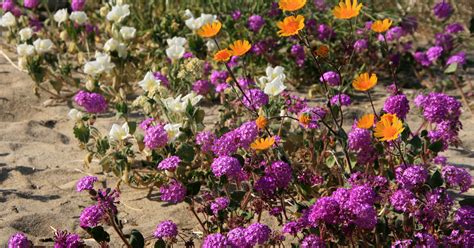 This california desert is in a state of wildflower 'superbloom'. Brilliant blankets of wildflowers