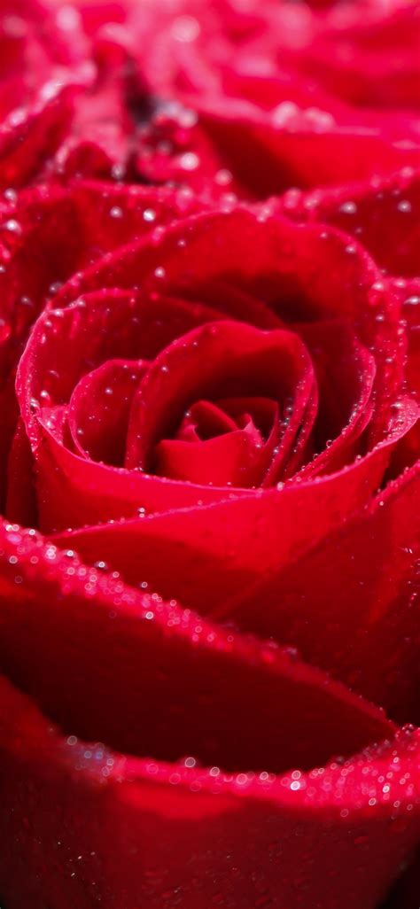 Wallpaper Pink And Red Roses Background Most Beautiful Full Hd Rose