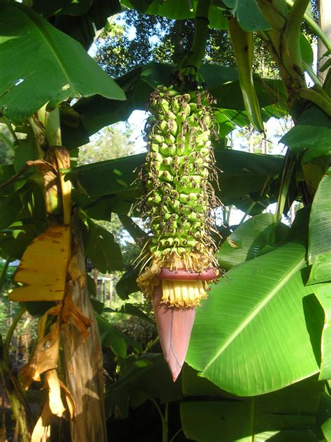 Banana Fruit Tree