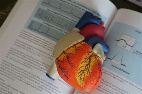 Exploring The Inner Workings Of The Hearts Electrical System