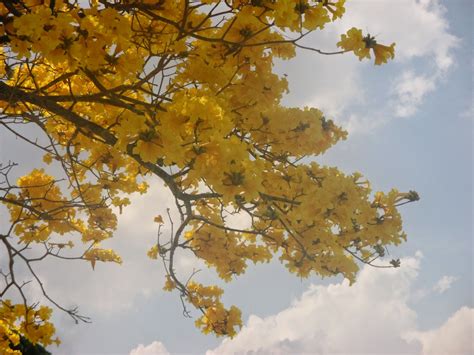 The main attraction is the appearance of the showy white or pink flowers (actually bracts) that herald the arrival of spring. Virginia's Life, Such As It Is!: Tabebuia, The Brilliant ...