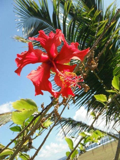 On saipan island, in the marianas, on july. Guam flowers :) (With images) | Us islands, My island, Saipan