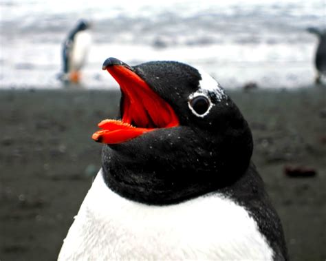Penguins in fiction tend to be given attributes of ducks, because most people are more familiar with … penguin close up-Animal photography Wallpaper-1280x1024 Download | 10wallpaper.com