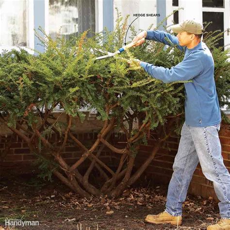 If you catch a diseased portion before it spreads throughout the whole plant, you can save a. Bush Pruning Tips for Healthier Bushes | Family Handyman
