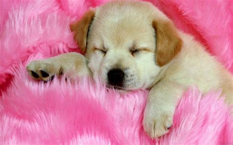 Cute Dog Wallpapers Wallpaper Cave