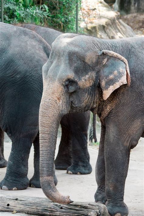 Asian Elephant Or Asiatic Elephant In A Zoo In Singapore Stock Image