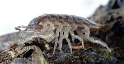 Certainly, while running humans do this and it is named as aerial phase'. evolution - Examples of animals with 12-28 legs? - Biology ...